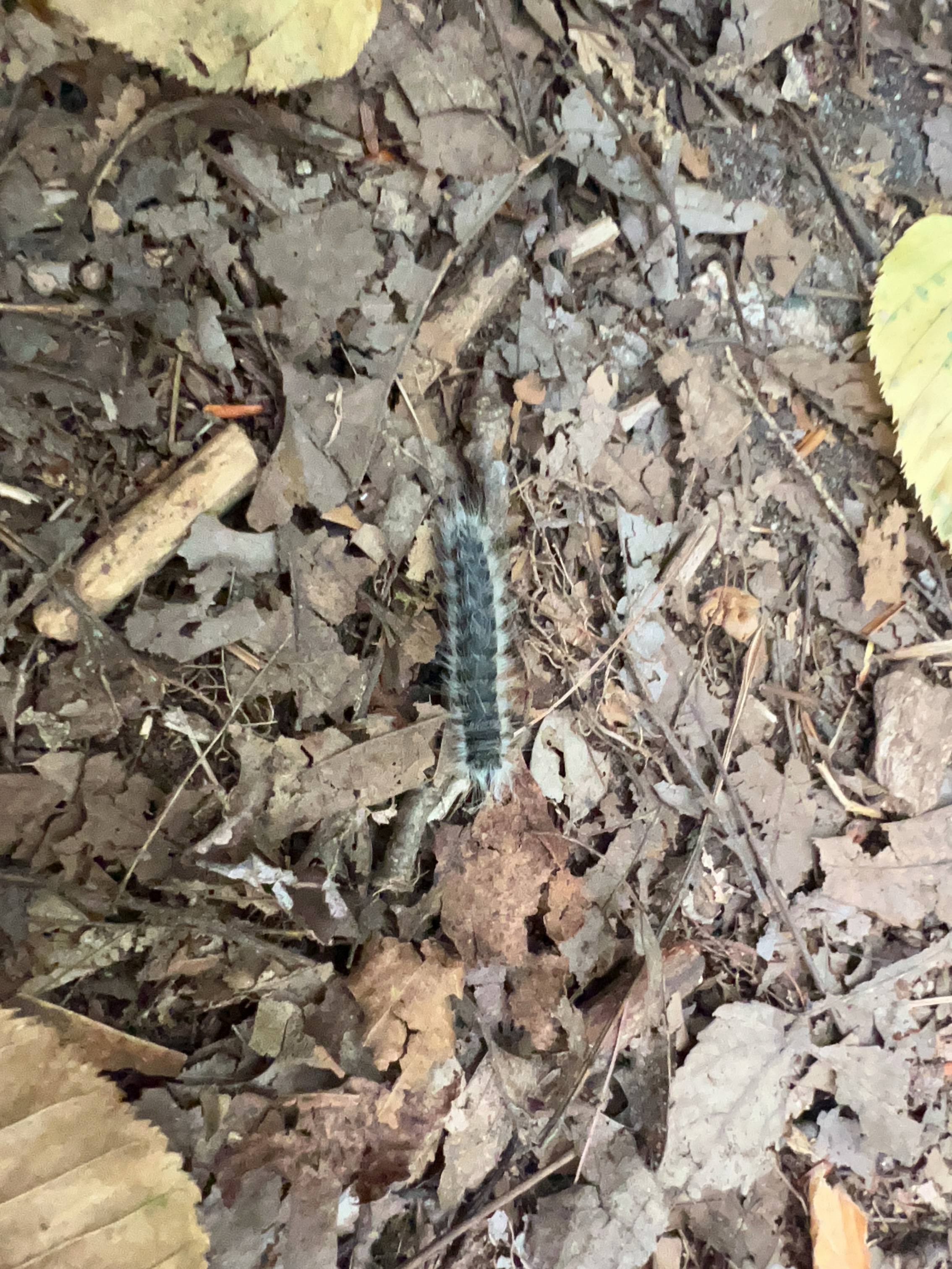 Datana integerrima